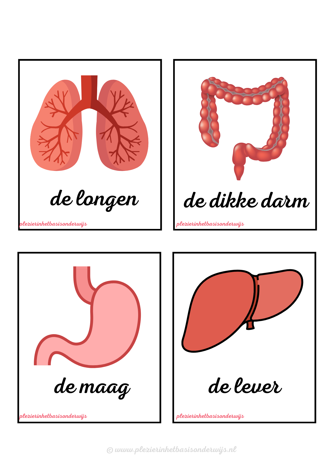 Het menselijk lichaam woordkaarten Nederlands